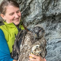 Flugstunden für den Bartgeier Bartgeierauswilderung Melchsee-Frutt 27.6.2021