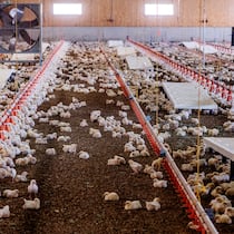 Den Himmel sehen die «Optigal»-Hühner der Migros nie Optigal-Mastbetrieb im Waadtland