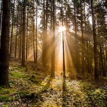Die letzten Dinge nicht totschweigen Wald