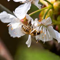 Tierschützer kritisieren Insektenhotels Biene