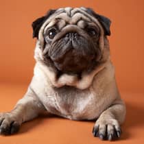 «Jetzt reden wir!» Hund