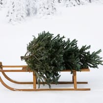 So bleibt er lange grün Weihnachtsbaum frisch halten