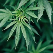 Monatelanges Hickhack mit der Justiz – wegen eines Samenkorns Cannabis
