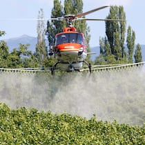 Gefahr in der Luft Ein Helikopter sprüht Pflanzenschutzmittel auf Weinreben
