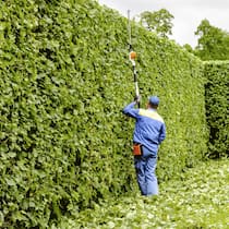 Der Gärtner im Abo Ein Gärtner trimmt eine Hecke
