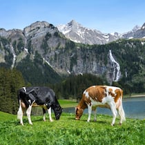 Das Idyll trügt Die Schweizer Milch fliesst nur, weil jährlich eine halbe Million Kälbchen geboren werden. Stierkälber sind nicht immer willkommen – und sterben auffällig oft.