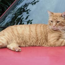 Kater ertrunken – Pool-Besitzer freigesprochen Portrait von Kater Streifli, der im halb gefüllten Swimmingpool in der Nachbarschaft ertrunken ist. Das Besitzerehepar des Katers hat den Nachbarn wegen Tierquälerei und Sachbeschädigung angezeigt.***Bezugsquelle: https://verein-tes.ch/index.php***Die Autorin des Beobachers hat die ausdrückliche Erlaubnis für die redaktionelle Bildnutzung vom Verein erhalten.***Quellenangabe:PD/Verein TES - Tiere vor dem Ertrinken schützen