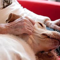 Dank Spenden weiterhin Hundebesitzerin Alte Frau krault Hund