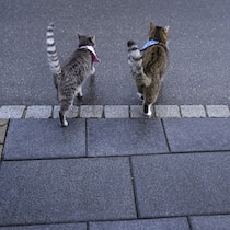 In dieser Zürcher Trend-Siedlung herrscht totales Katzen-Verbot Zwei Katzen auf einem Trottoir - In einer neuen Wohnsiedlung in Zürich sind Katzen verboten. Das wirft kuriose mietrechtliche Fragen auf. Darunter diese: Ist eine Hauskatze eher ein Hund oder eher ein Hamster