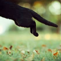 So vertreiben Sie Nachbars Büsi aus Ihrem Garten Schwarze Katze springt aus dem Bild. Im Hintergrund ist ein Garten. Wie man Katzen aus Gärten fernhält.