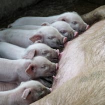 «Wir tragen Verantwortung für die Tiere, die wir essen» «Wir tragen Verantwortung für die Tiere, die wir essen»