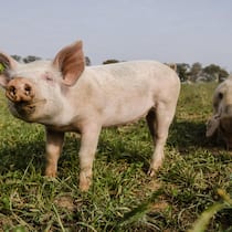So wenig bekommen Bio-Bauern von Migros, Coop und Co. Symbolbild - glückliches Bio-Schwein für eine neue Studie, die zeigt, dass Bio-Bauern deutlich weniger vom Verkaufspreis ihrer Produkte erhalten als konventionelle Bauern.11.09.2020, Kamp-Lintfort, Nordrhein-Westfalen, Deutschland - Oekolandbau NRW…