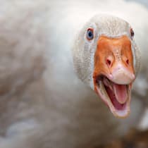 Gans oder gar nicht 2J8MH7E Beak and Face of White Goose. The duck is aggressive she is angry and hissing