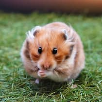 Stiftung zahlt Tierheim für die Hamster Hamster im Gras