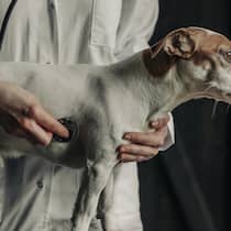 Plötzlich kostet die Tierversicherung fast 600 Franken mehr Veterinarian using a stethoscope to examine a Jack Russell Terrier indoors
Original File Name: 2211339760