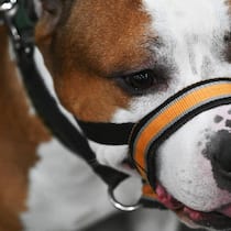 Bundesgericht trennt Hund und Herrchen Russia Dog Show 9047090 15.11.2025 An American Staffordshire Terrier is pictured during the Eurasia dog show at the Crocus Expo International Exhibition Centre in Krasnogorsk, outside Moscow, Russia. Kirill Kallinikov / Sputnik Moscow Russia PUBLICAT…