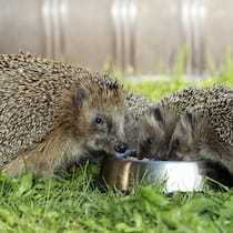 Igelfutter? Gut gemeint – aber potenziell tödlich Igelfutter-Fertigmischungen sind ungeeignet für die possierlichen Tiere. Sie schaden mehr, als sie helfen.