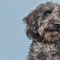 Dank Spenden wird Allergie des Hundes behandelt Studio portrait of a grey Labradoodle with a humorous and suspicious look on his face.