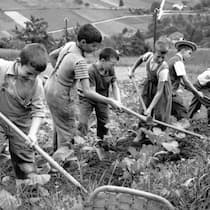 Jetzt kommt die grosse Wanderausstellung  REPORTAGE UEBER HEIM- UND VERDINGKINDER --- Die Bilder der Heim- und Verdingkinder machte Walter Studer fuer Reportagen in der "Schweizer Illustrierten Zeitung" der Jahre 1952 und 1954 --- Feldarbeit in der Armenerziehungsanstalt "Dorneren" ob Watten…