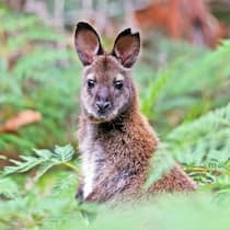 Apokalyptischer Hopser im Mittelland Bennett-Kaenguru, Bennettkaenguru, Bennett-Wallaby, Bennettwallaby, Rotnacken-Wallaby, Rotnackenwallaby Macropus rufogriseus, Wallabia rufogrisea, Australien, Tasmanien, Bruny Island Red-necked wallaby, Bennett s Wallaby Macropus rufogriseus, Wallabi…