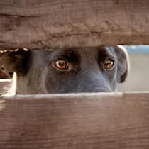 Kein Gratis-Anwalt für unbelehrbaren Halter Frightened dog eyes. The head of the dog visible from behind the boards. The dog is watching what is behind the wooden fence. Outdoor photo
1335991028
