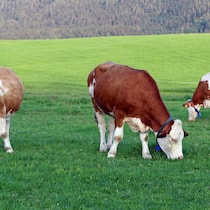 Stromschlag statt Weidezaun: Warum selbst der Tierschutz Vorteile sieht A herd of cows with GPS transmitters. Dairy cows with GPS collars
imago509587704