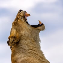 Pröschtli! Wie wir Schweizer sogar ein «Schlägli» wegzuckern Lioness yawning, roaring on the rock at wild
Original File ID: 1327505241