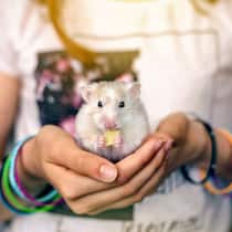 Müssen die Eltern dem Kauf nicht zustimmen? Ein Mädchen hält einen weissen Goldhamster in ihren Händen, welches an einem kleinen Stück Käse knabbert.