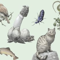 Die vergessenen Stars von 2020 Tier des Jahres, Pflanze des Jahres, Baum des Jahres & Co.: Die vergessenen Stars von 2020