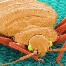 So bekämpfen Sie Bettwanzen und Co. Bettwanze