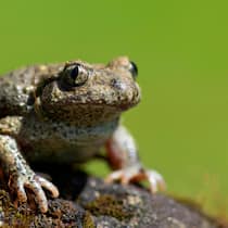 Eine Krötenfamilie gewinnt vor Bundesgericht Geburtshelferkroete, Geburtshelfer-Kroete, Glockenfrosch, Glocken-Frosch, Steinkroete, Stein-Kroete Alytes obstetricans, sitzt auf einem Stein, Belgien, Limburg midwife toad Alytes obstetricans, sits on a stone, Belgium, Limburg BLWS546718 Copyright:…