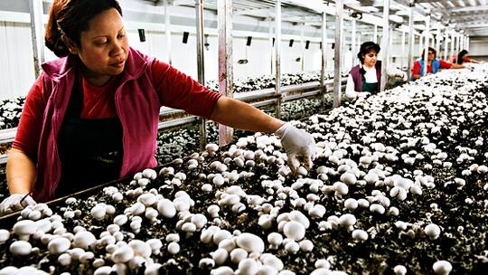 Eine Delikatesse zieht ihre Fäden im Mist