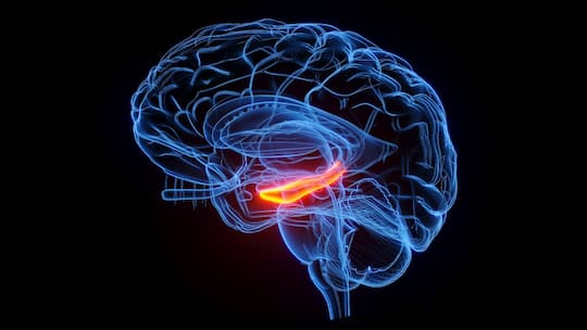 Hier ist der Sitz des Hippocampus