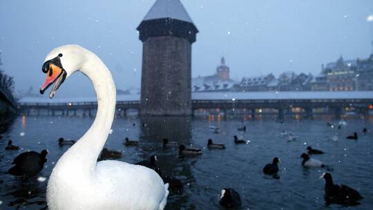 Schwan vor der Luzerner Kapellbrücke. Ein Schwan stürmt über die Autobahn bei Luzern. Das sagt einiges über seine Lebens- und Arbeitsbedingungen im dortigen Seebecken.