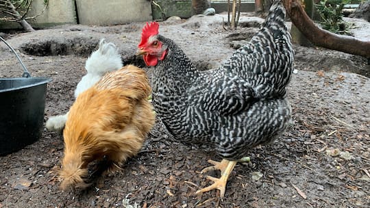 Das Deutsche Sperberhuhn Grace neben zwei Seidenhühnern