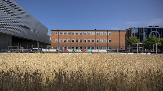Die umplatzierte Installation Honouring Wheatfield - A Confrontation, 2024, der US-Amerikanerin Agnes Denes, vorne, neben einem Fussballplatz, hinten, der fuer den One Year To Go-Event fuer die UEFA Women's Euro 2025 auf dem Messeplatz aufgebaut wurde, in Basel