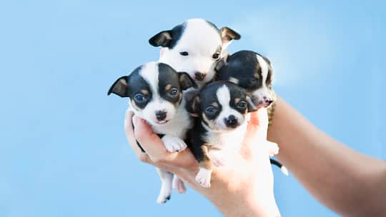 Hundeimport boomt: Herzige Puppies mit unbekannter Vergangenheit