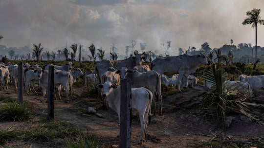 Rinder weiden neben gerodetem Amazonaswald