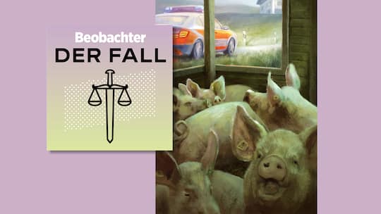 Illustration Podcast Beobachter Schweinegestank; Amtlich registrierter Schweinegestank «Wir haben das Gefühl, in unserem Haus zu ersticken»: Mosers leben 30 Meter neben einer Schweinezucht. Und nehmen den Kampf auf.