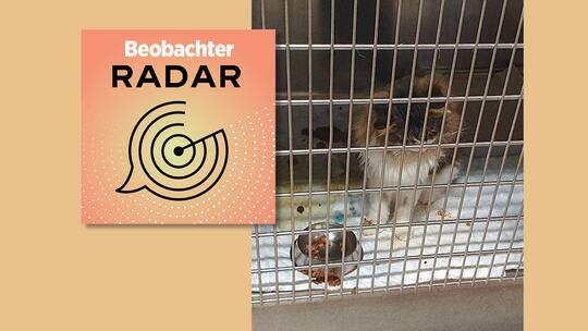 Podcast Radar (16) Missstände im Tierspital Zürich