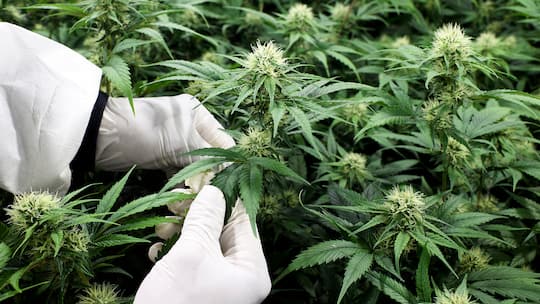 Frederic Couderc, Cofondateur de SwissGrinder Sarl, controle sa production de cannabis legal (CBD) dans les locaux de SwissGrinder Sarl, ce lundi 3 septembre 2018 a Sierre. (KEYSTONE/Anthony Anex)