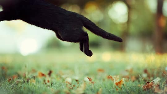 Schwarze Katze springt aus dem Bild. Im Hintergrund ist ein Garten. Wie man Katzen aus Gärten fernhält.