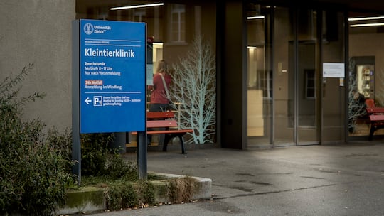 Hunde und Katzen, die in ihrem Kot liegen, Schimmel und multiresistente Keime: Recherchen des Beobachters zeigen erschreckende Zustände in der universitären Kleintierklinik in Zürich.