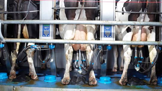 Was tun, wenn die Kuh den Melkroboter sabotiert?