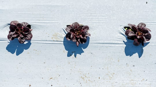 Obenansicht auf drei Salatköpfe die aus einer weissen Plastikfolie auf einem Feld ragen.