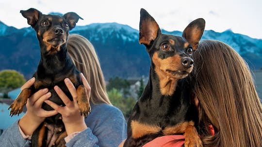 Pflegekinder verdecken ihr Gesicht mit Hunden