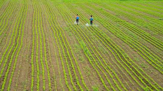 Bauern auf grüner Wiese behandeln Ernte mit Pestiziden