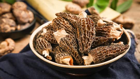 Ein Teller mit Morcheln liegt auf einem Holztisch. Der Beobachter hat die Preise von Morcheln verglichen. Das Resultat: Das billigste Produkt gibt es bei Aldi zu kaufen.