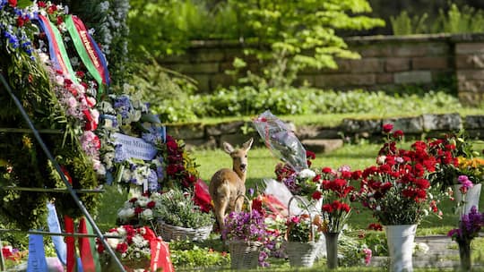 Im Basler Friedhof am Hörnli machten sich Rehe breit – das durfte nicht sein