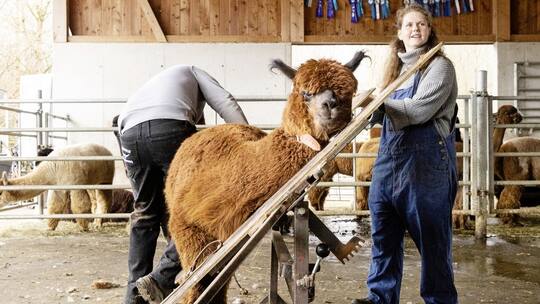 Alpaka in Schräglage: Sarah und Andi Rüedi drehen den Schertisch auf komfortable Arbeitshöhe.